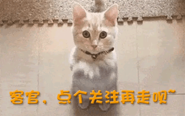 去世！曾经一度火上央视明明三天前还更新冰球突破爆百万大奖曝39岁网红洋媳妇(图9)